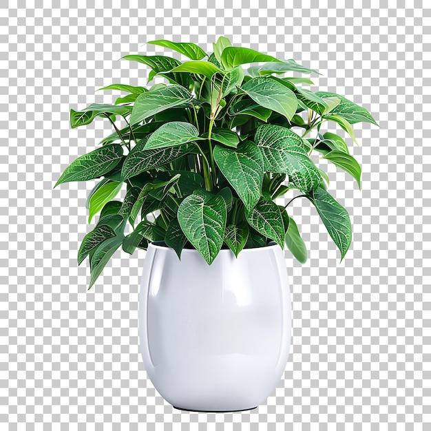 Plant in vase home interior PNG with Transparent Background