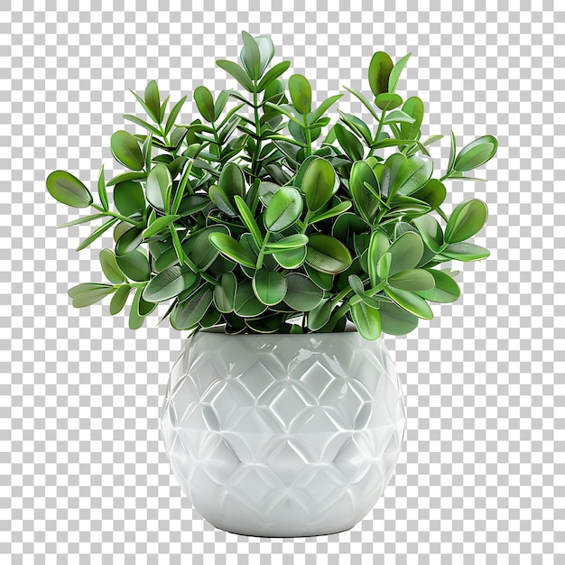 Plant in vase home interior PNG with Transparent Background