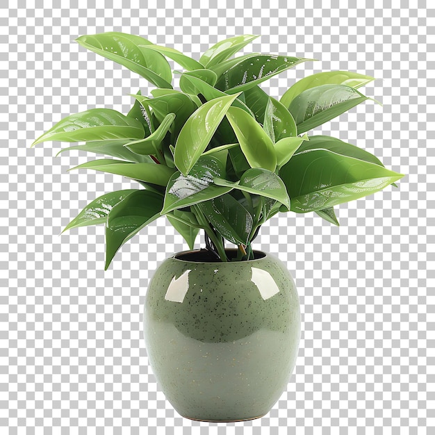 Plant in vase home interior PNG with Transparent Background