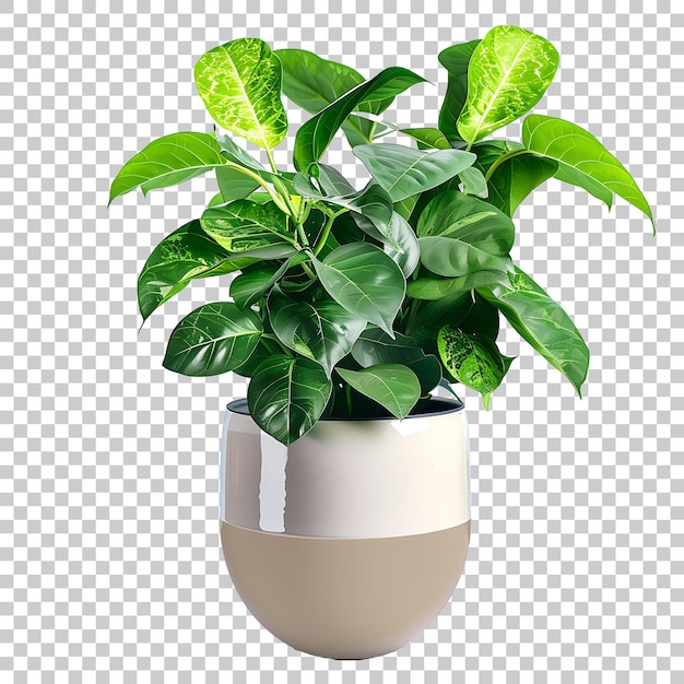 Plant in vase home interior PNG with Transparent Background