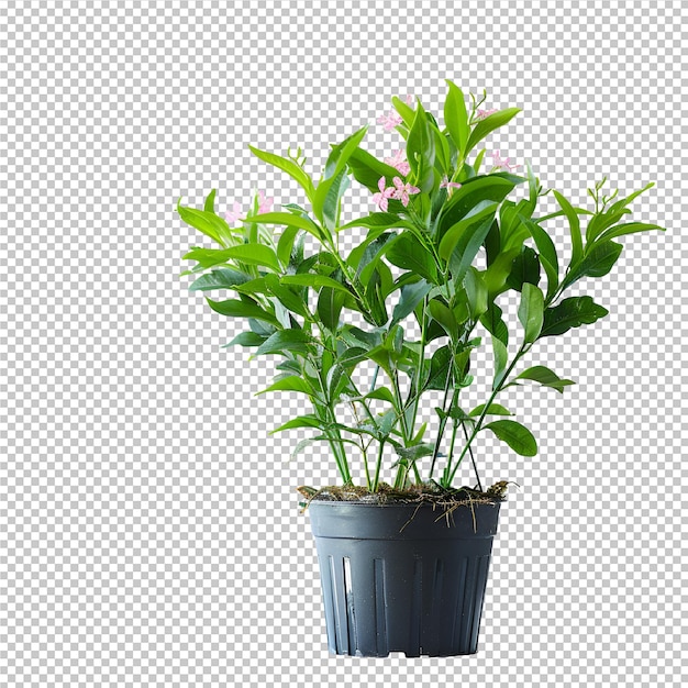 a plant with a black pot with a green plant in it