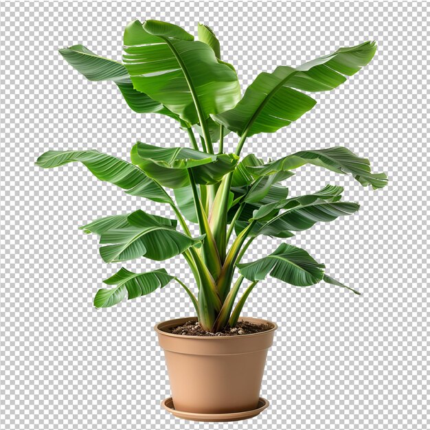 a plant with a brown pot with a green leaf