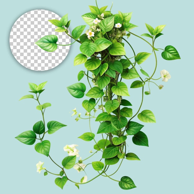 PSD a plant with flowers on transparent background