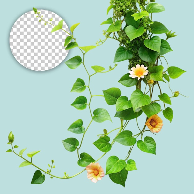 PSD a plant with flowers on transparent background