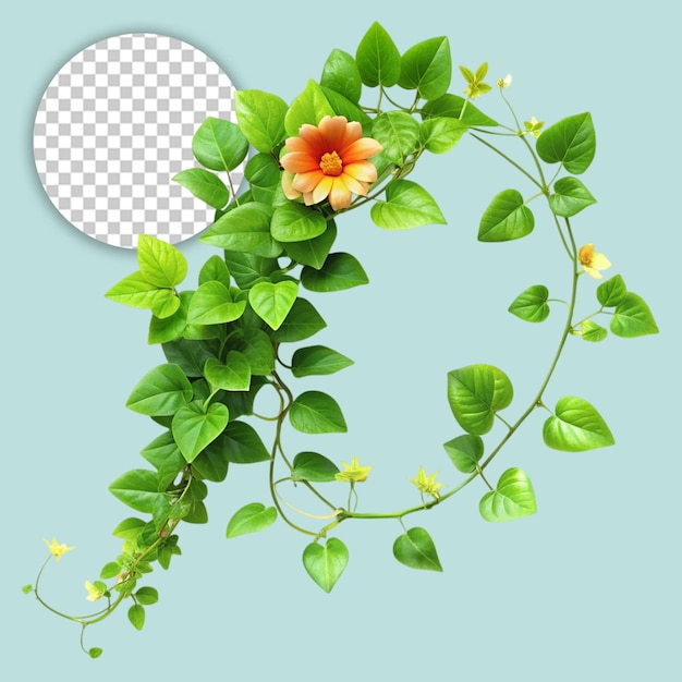 PSD a plant with flowers on transparent background