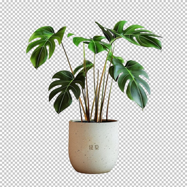 a plant with a green leaf in a white pot