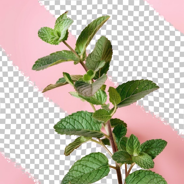 a plant with green leaves on a pink background with a pink background