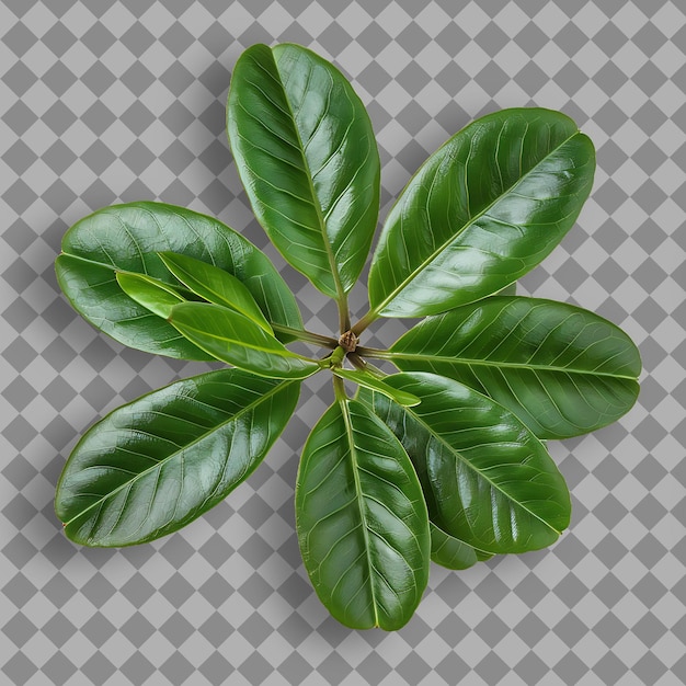 a plant with green leaves that is on a checkered background