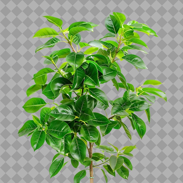 PSD a plant with green leaves that is on a gray background