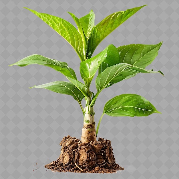 a plant with green leaves that is growing out of a pot