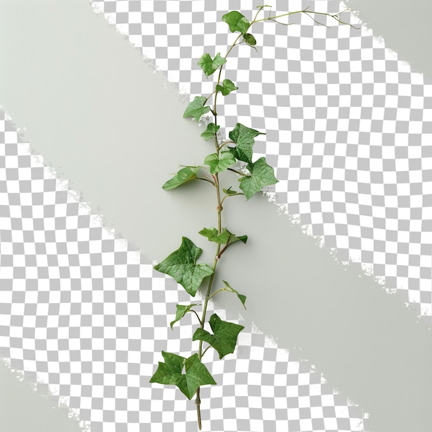 PSD a plant with green leaves that is on a white background