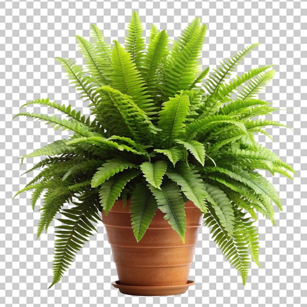 A plant with green leaves in a white pot on a floor