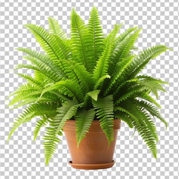 A plant with green leaves in a white pot on a floor