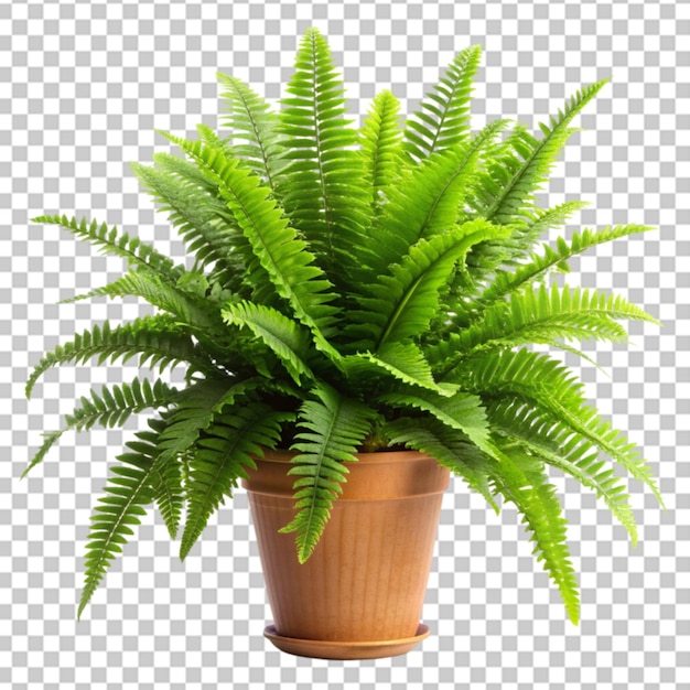 A plant with green leaves in a white pot on a floor