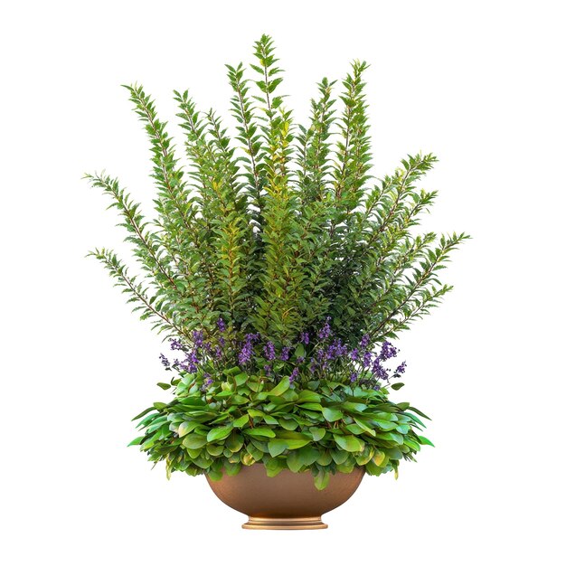 PSD a plant with purple flowers in a pot with a white background