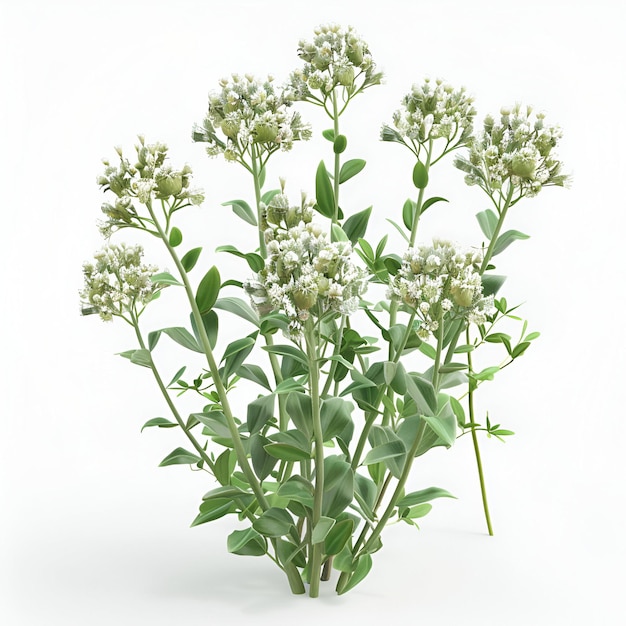 a plant with white flowers that says quot flowers quot on it