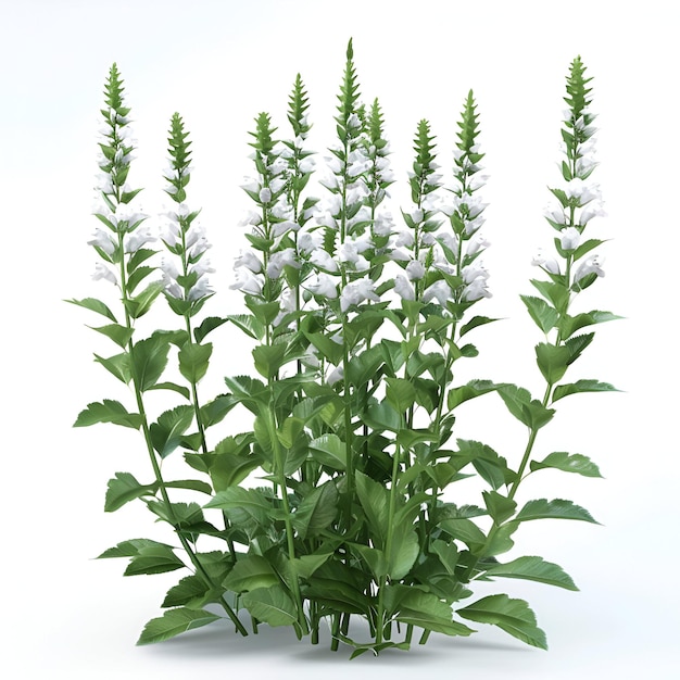 a plant with white flowers that says quot sprout quot on it