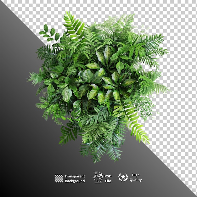 Plants isolated on transparent background