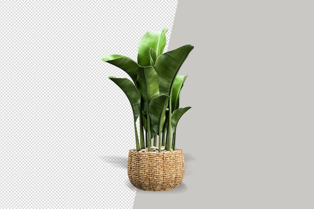 Plants in pots in 3d rendered isolated