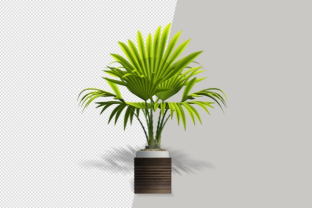 Plants in pots in 3d rendered isolated