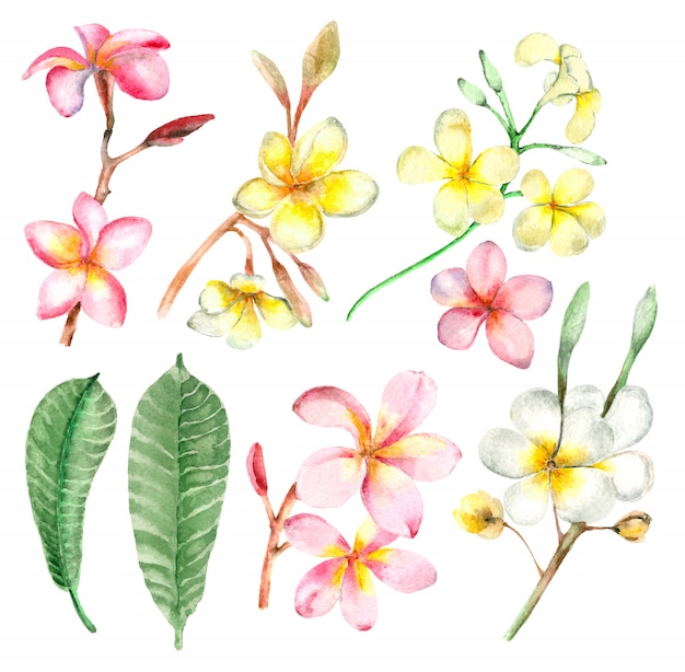 Plumeria branch set