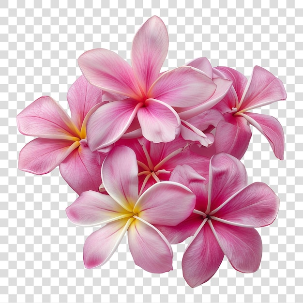 Plumeria isolated on transparent background PNG