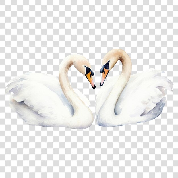 PNG Animal bird swan wildlife AI generated Image by rawpixel