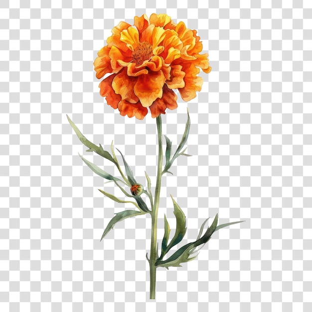 PSD png asteraceae carnation blossom dahlia