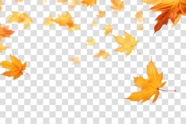 PSD png autumn cutouts leaves backgrounds autumn maple