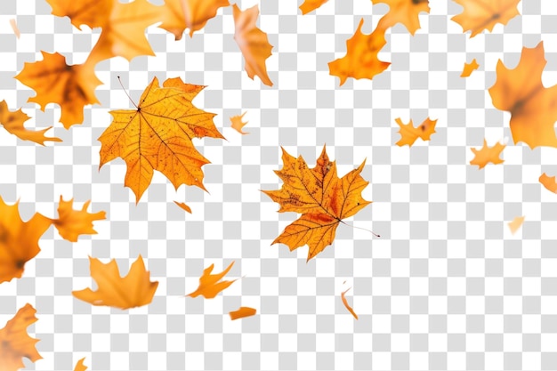 PNG Autumn leaves backgrounds autumn maple