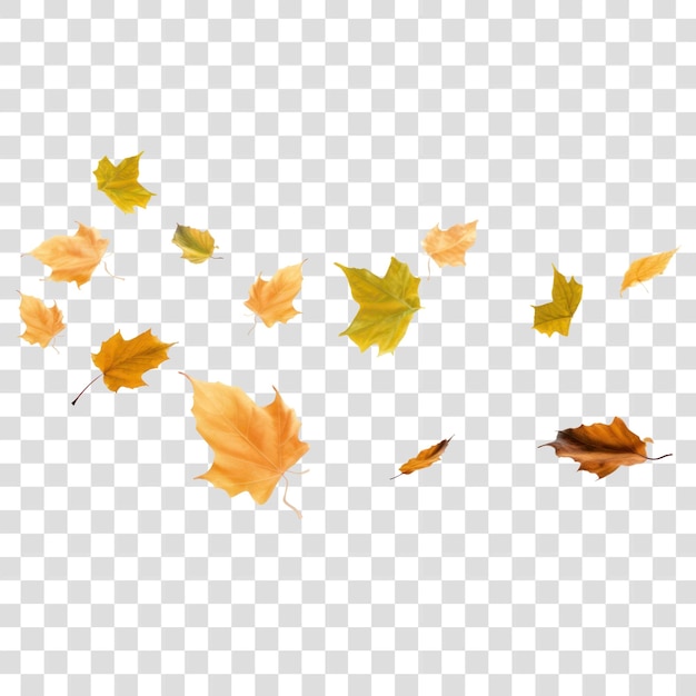 PNG Autumn leaves floating white background