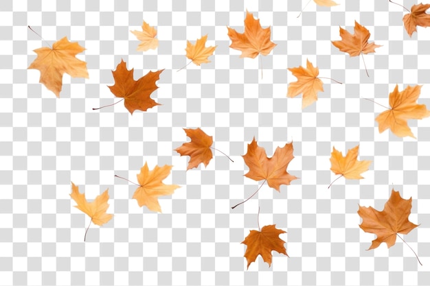 PNG Autumn leaves maple backgrounds plant