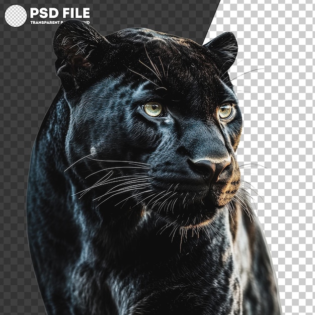 PSD png black panther poses boldly on white