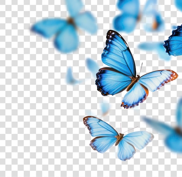 PNG Blue butterflies flying gracefully