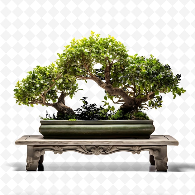 PSD png boxwood bonsai concrete pot oblong leaves urban oasis concep transparent diverse trees decor