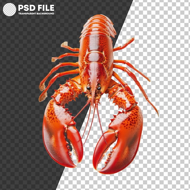 PNG Bright red lobster on a white background