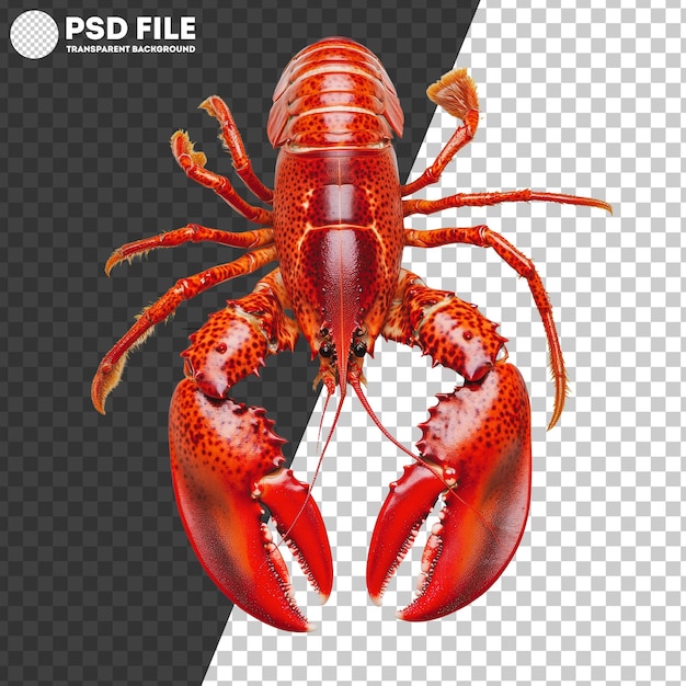 PSD png bright red lobster with large claws on display