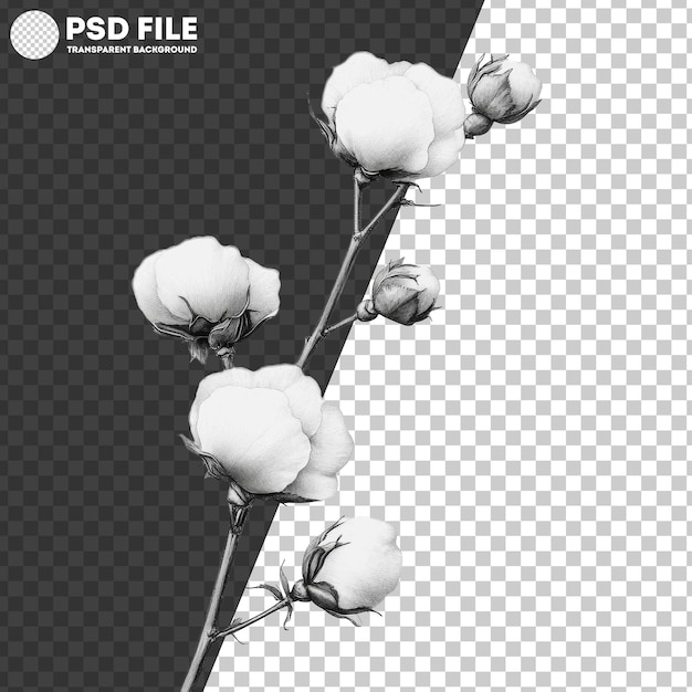 PSD png cotton blooms on white backdrop