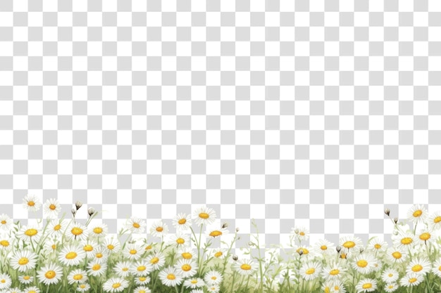 PNG Daisy backgrounds outdoors flower