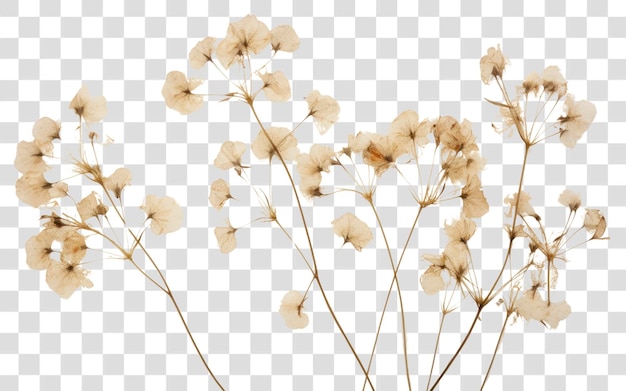 PNG Delicate dried flowers on transparent