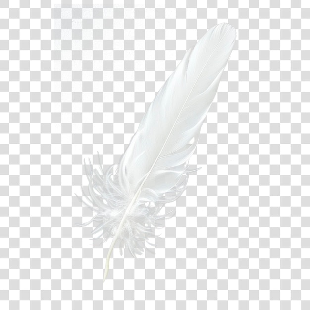 PSD png elegant white feather on black