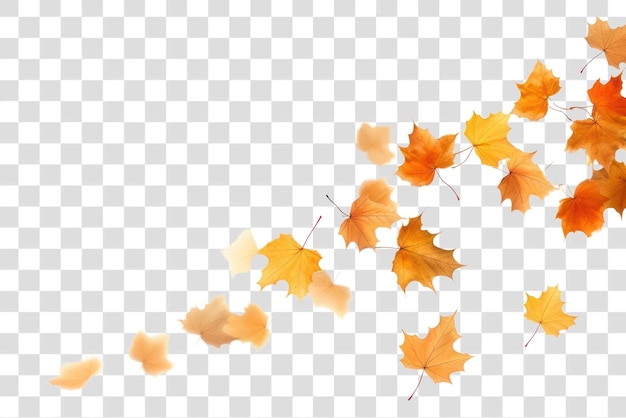 PNG Fall leaves backgrounds maple plant