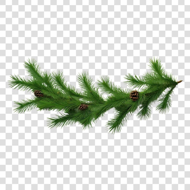 PNG Green pine twigs christmas plant tree