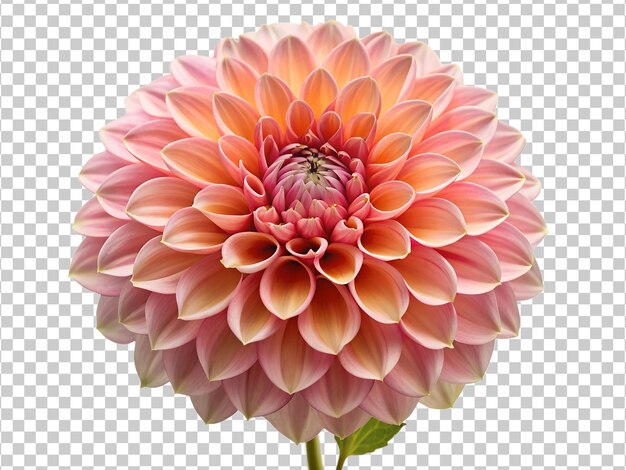 PNG large dahlia flower closeup transparent