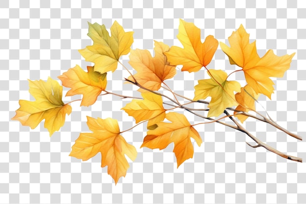 PNG Leaf maple plant tree