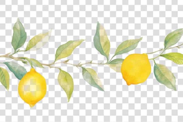 PSD png lemons as divider watercolor produce fruit plant