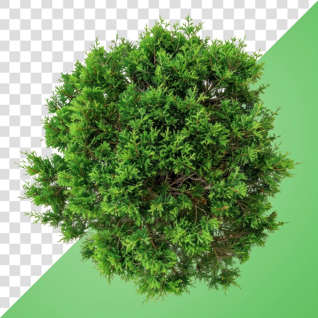 PSD png lush green top view foliage