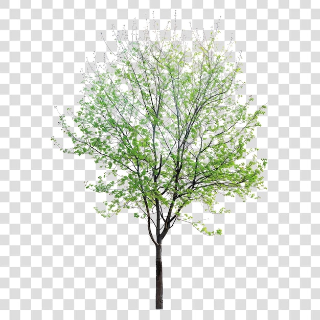 PNG Lush green tree isolated background