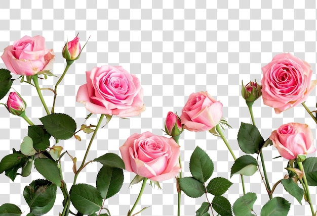 PSD png pink roses flower petal plant