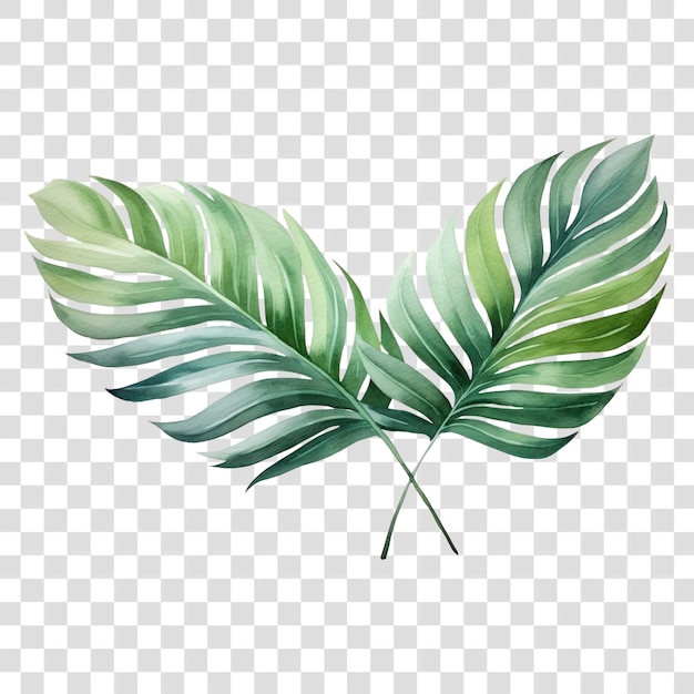 PNG Plant leaf freshness nature